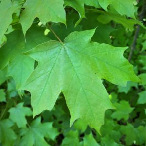 <p>indentation less than halfway to the tip of the petiole</p>