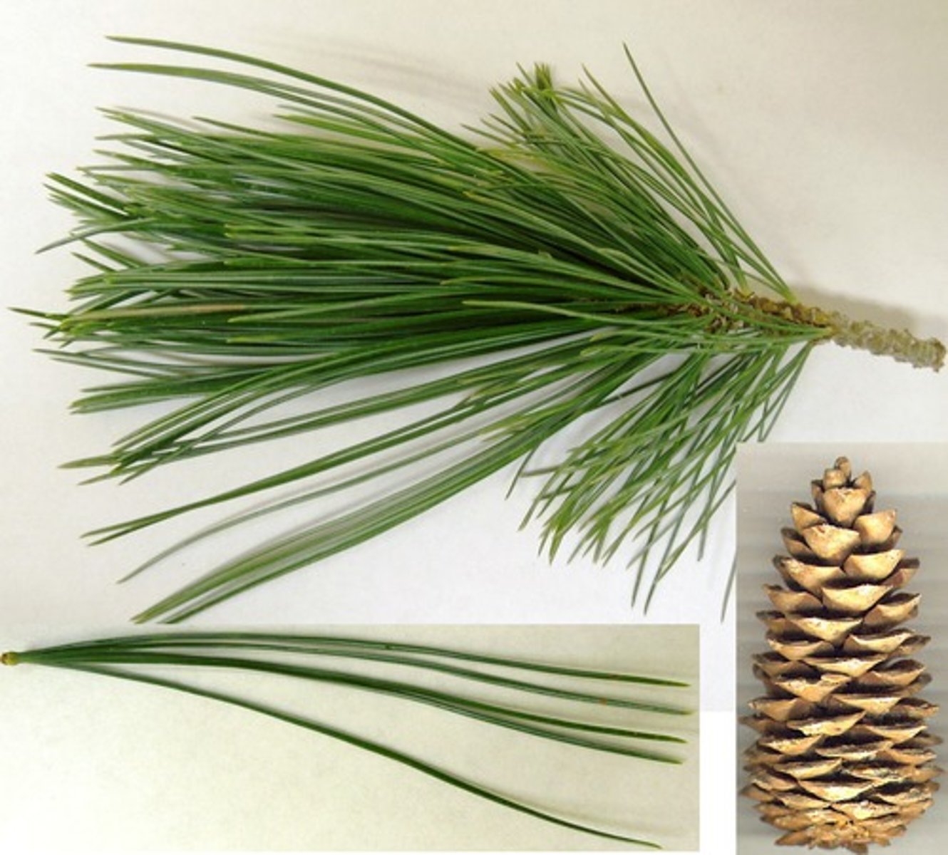 <p>- soft pine</p><p>- fascicles: 5s</p><p>- needles: longish, blue/green color</p><p>- cones: thick spoon shaped scales that open at maturity.</p><p>- branches: very flexible to shed snow.</p>