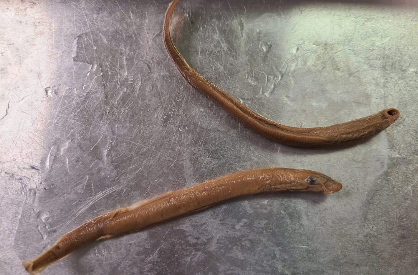 <p>What is the taxonomy of Lampreys? What is the natural history of Lampreys?</p>