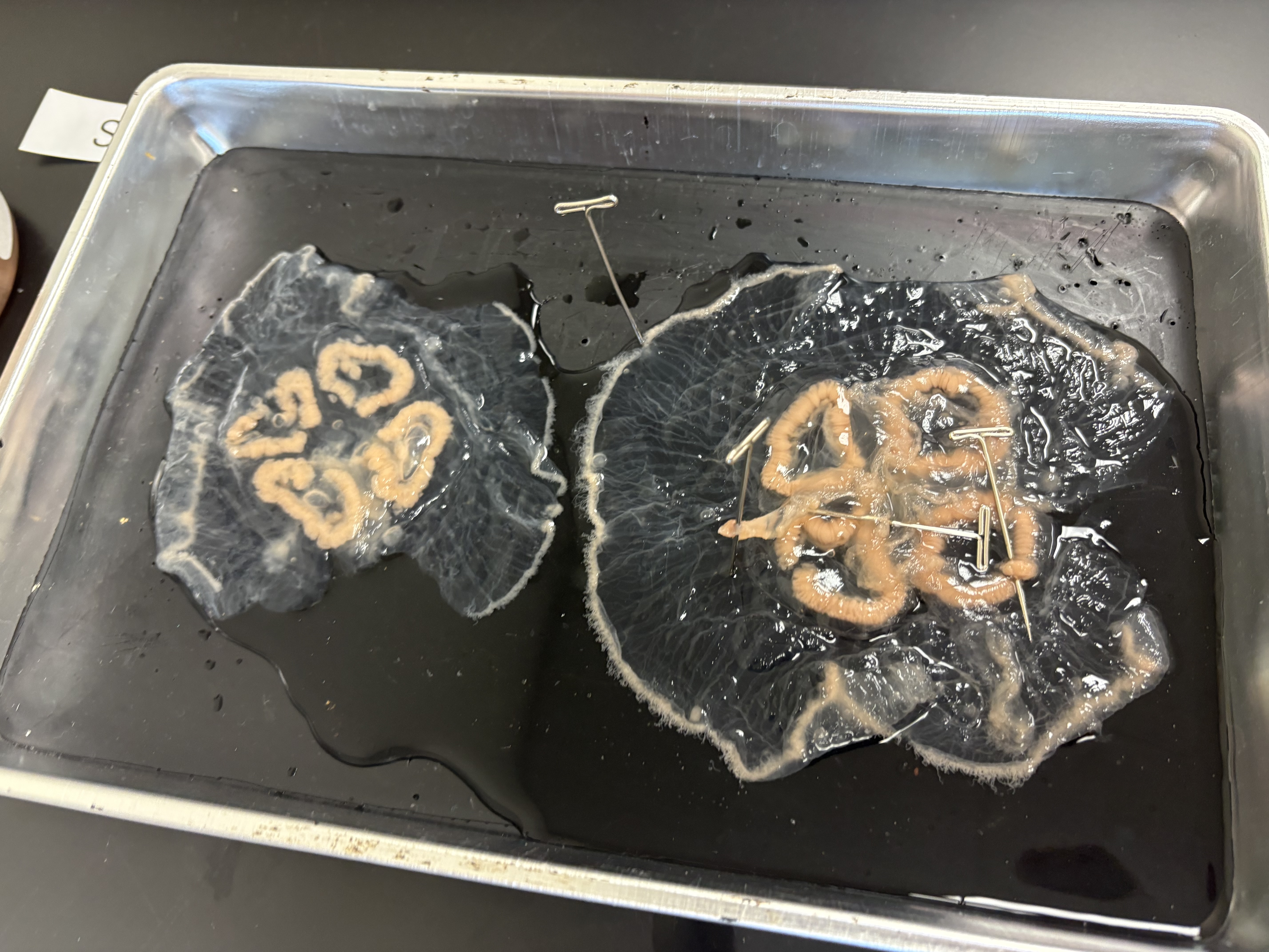 <p>What are the areas pinned in this specimen (Class Scyphozoa)</p>
