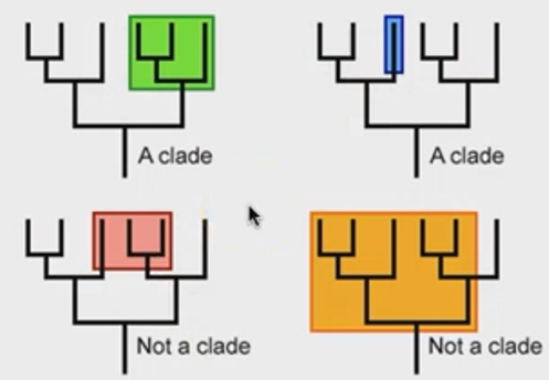 <p>all descendants are from a single MRCA</p>