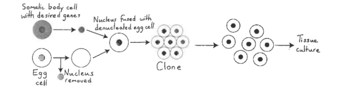 <p><span>&nbsp;Cloning techniques developed to produce therapies for disease. Involves the production of stem cells genetically identical to the donor.&nbsp;</span></p><ol><li><p><span>Nucleus removed from patient cell.&nbsp;&nbsp;</span></p></li><li><p><span>DNA inserted into a denucleated egg cell.&nbsp;</span></p></li><li><p><span>The cell begins to divide into an embryo.&nbsp;</span></p></li><li><p><span>The embryonic stem cells are removed.&nbsp;</span></p></li><li><p><span>The stem cells are treated so that they remain in their undifferentiated state.</span></p></li></ol><p></p>