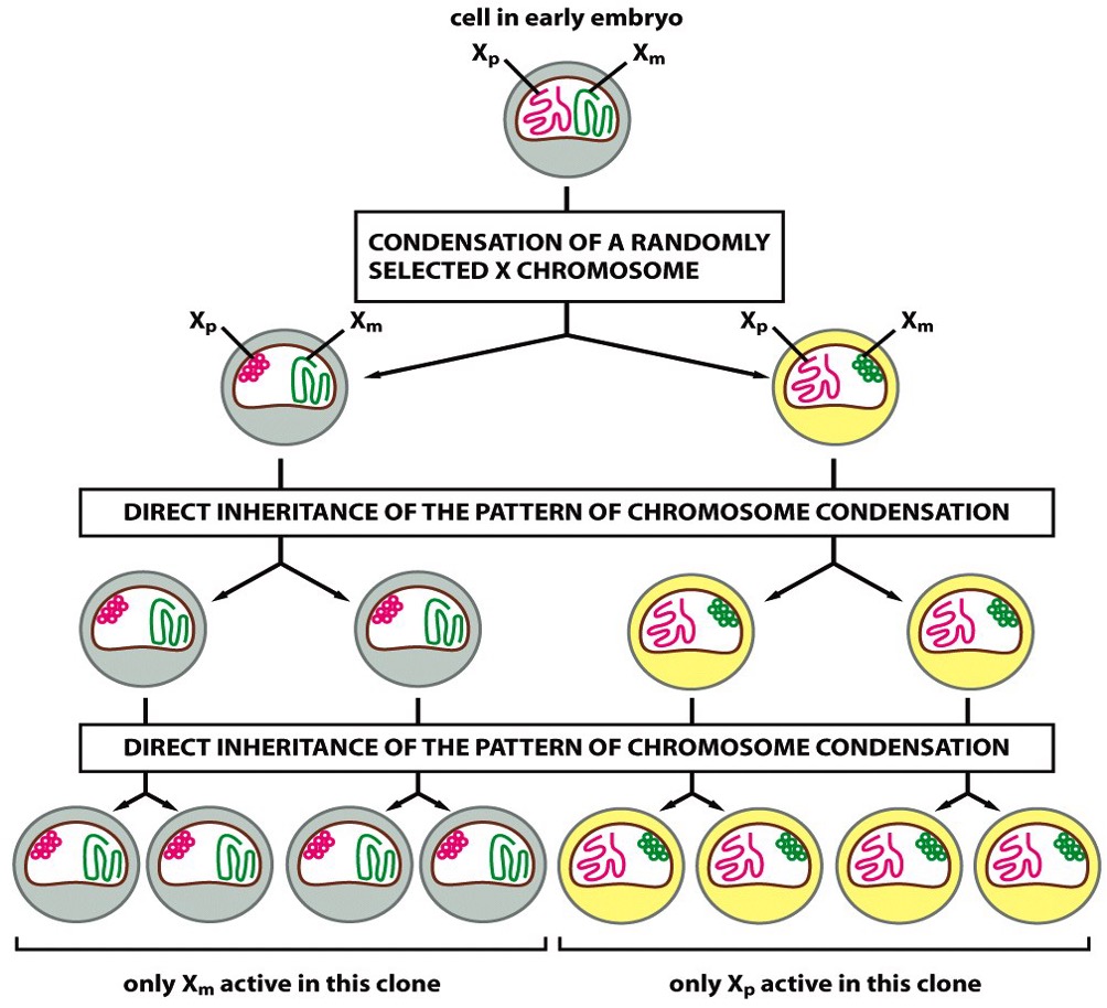 <p>All females will shut down one of their X-chromosomes randomly during embryogenesis to maintain gene dosage. </p><p>X-linked mutations is more severe in males than females because of this. </p><p></p>