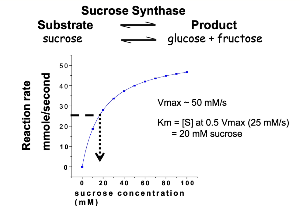 <ul><li><p class="">Catalyzes reversible reaction between sucrose ⇄ glucose + fructose</p></li><li><p class="">We focus on <strong>sucrose breakdown</strong> for this analysis</p></li><li><p class="">Activity is measured by product formation (glucose or fructose)</p></li><li><p class="">Increasing sucrose concentration increases reaction rate until <strong>Vmax</strong> is reached</p></li></ul><p></p>