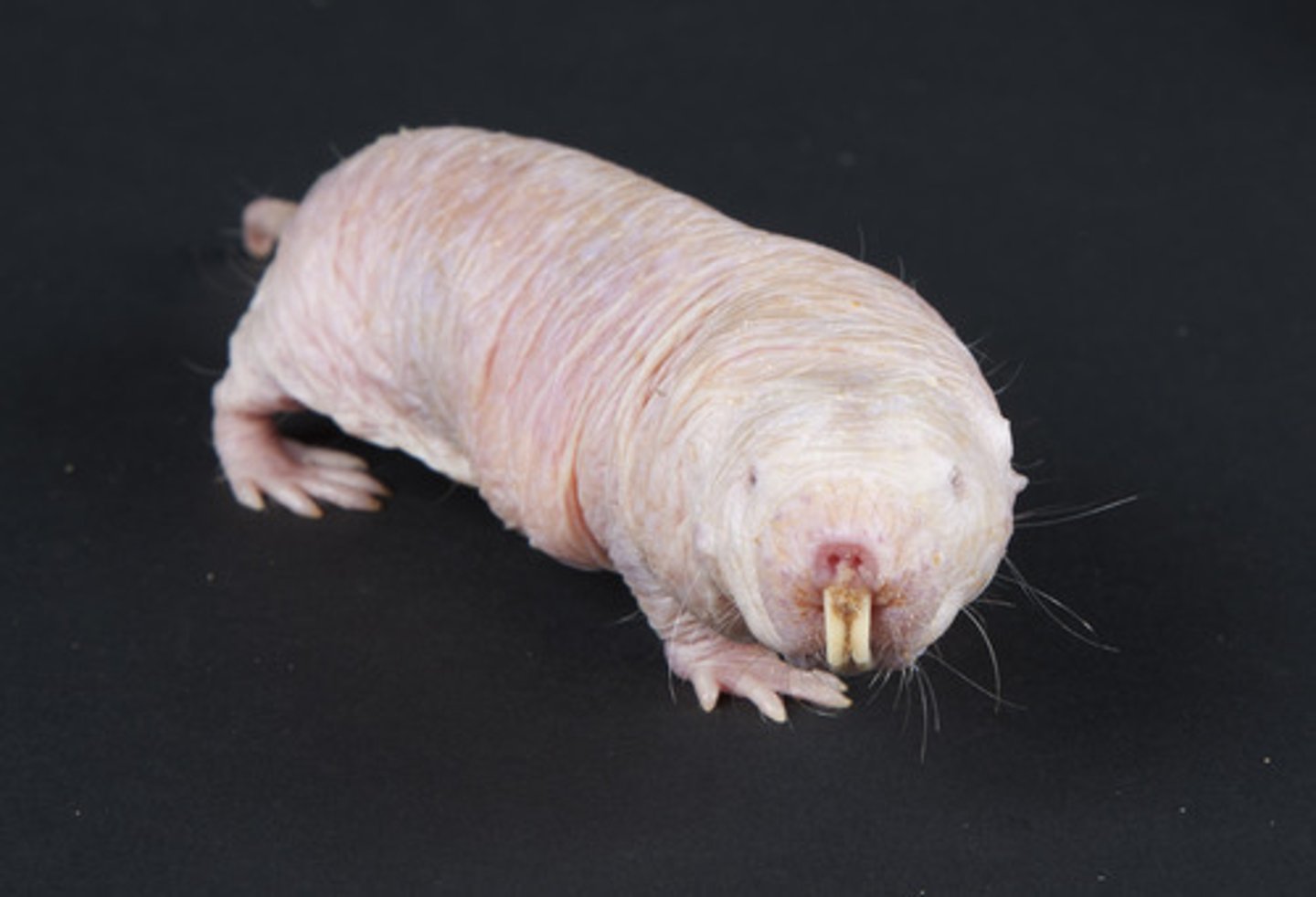<p>Naked Mole Rat</p>