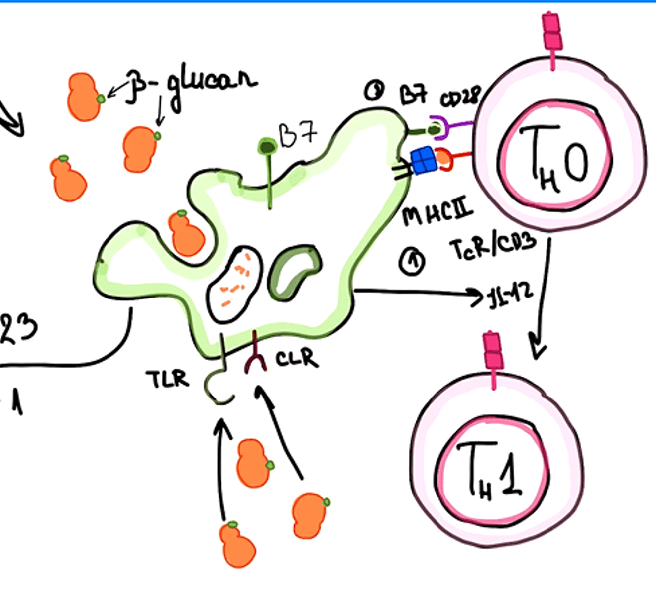 <p>IL-12 veicinās interferona gamma produkciju</p><p>tas savukārt aktivēs fagocitozes norisi</p>