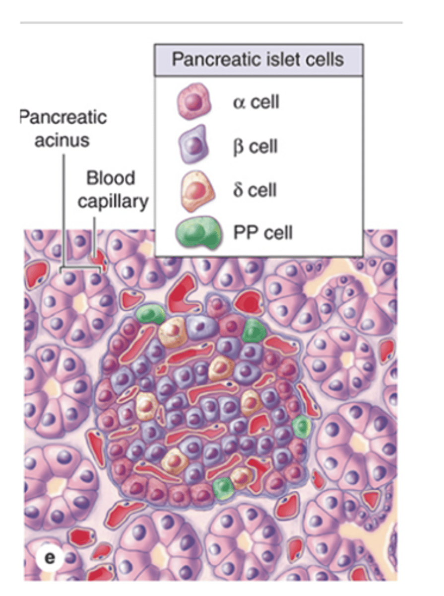 <p>What hormone do δ cells secrete and how abundant are they?</p>
