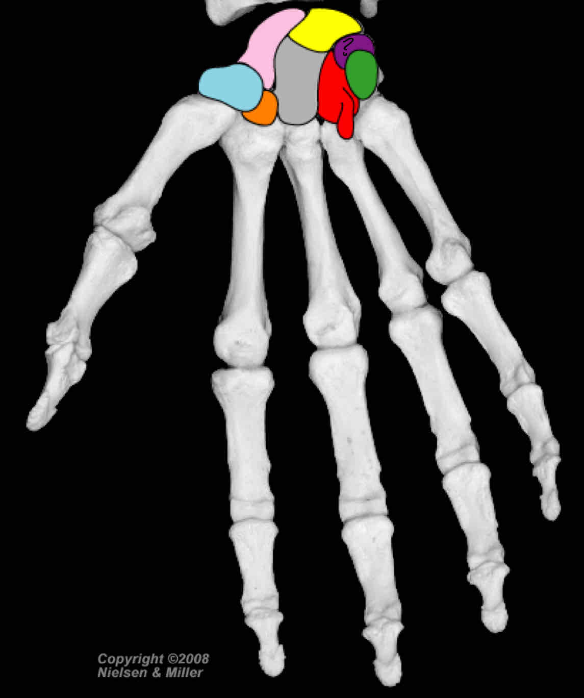 term image
