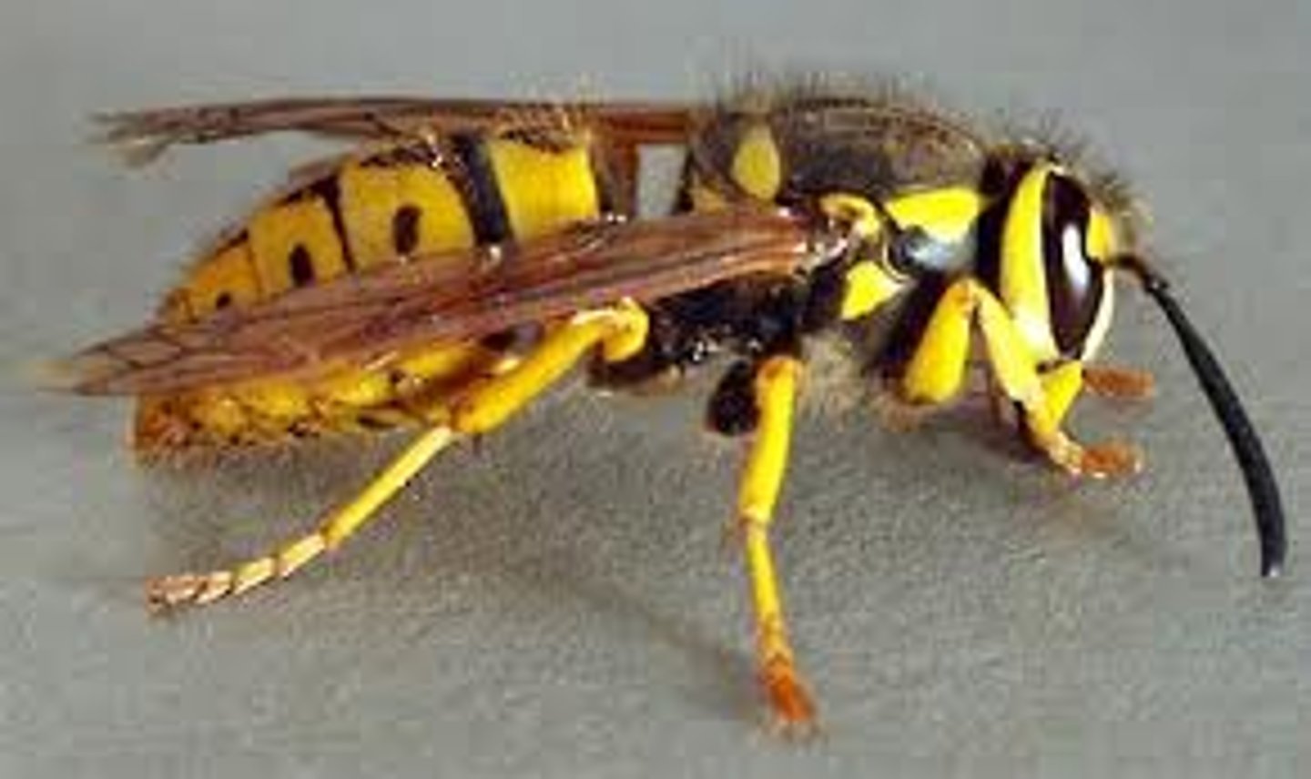 <p>Paper wasps, Hornets, Yellowjackets</p>