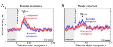 <p>found selective firing for unexpected object emergence + different general neuronal activity between the two conditions (some neurons responded higher to expected, while others responded higher to surprise) </p><ul><li><p>suggests macaques have object permanence + ITC is associated with its use </p></li></ul><p></p>