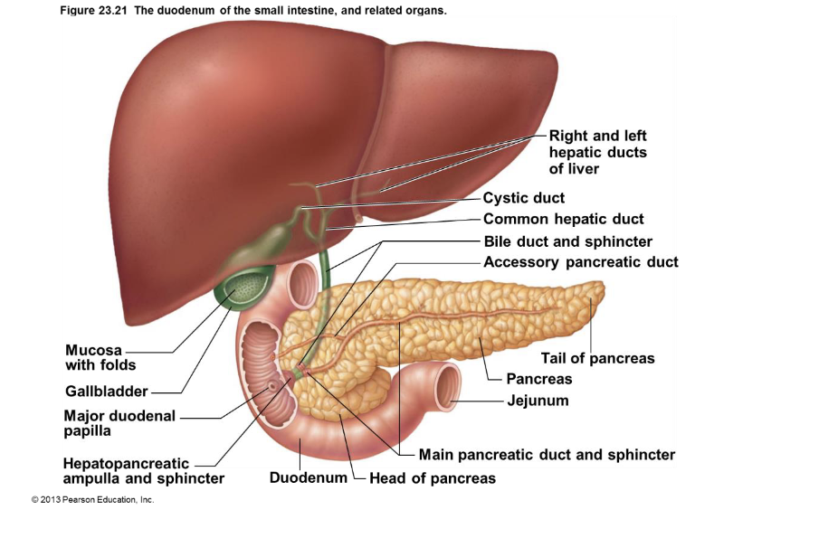 <ul><li><p><strong>Liver:</strong> The liver <u>produces bile</u>, which is t<u>ransported thru the </u><strong><u>right and left hepatic ducts</u></strong><u>.</u></p></li><li><p><strong>Gallbladder:</strong> The gallbladder <u>stores and concentrates bile</u>. The bile duct from the gallbladder is the <strong>cystic duct</strong>.</p></li><li><p><strong>Common Hepatic Duct:</strong> The right and left hepatic ducts from the liver <u>merge to form the common hepatic duct.</u></p></li><li><p><strong>Common Bile Duct:</strong> This duct is formed by the union of the cystic duct and the common hepatic duct. It <u>carries bile to the duodenum</u>.</p></li><li><p><strong>Pancreas:</strong> The pancreas is a gland that <u>produces digestive enzymes</u>. The <strong>main pancreatic duct</strong> carries these enzymes to the duodenum.</p></li><li><p><strong>Duodenum:</strong> This is the <u>first part of the small intestine</u>. The <strong>hepatopancreatic ampulla and sphincter</strong> is the point where the <u>common bile duct and the main pancreatic duct join and enter the duodenum.</u></p></li></ul><p></p>