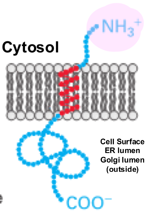 <ul><li><p><span>a single-pass transmembrane protein where the N-terminus is located on the cytosolic side of the membrane and the C-terminus is on the extracellular (or luminal) side</span></p></li><li><p><span>not made with a signal peptide</span></p></li><li><p><span>there is a signal anchor sequence (aka start transfer sequence) near the N-terminus of the protein, which is a TMS recognized by SRP</span></p></li><li><p><span>eg. transferrin receptor, Golgi galactosyltransferase</span></p></li></ul><p></p>