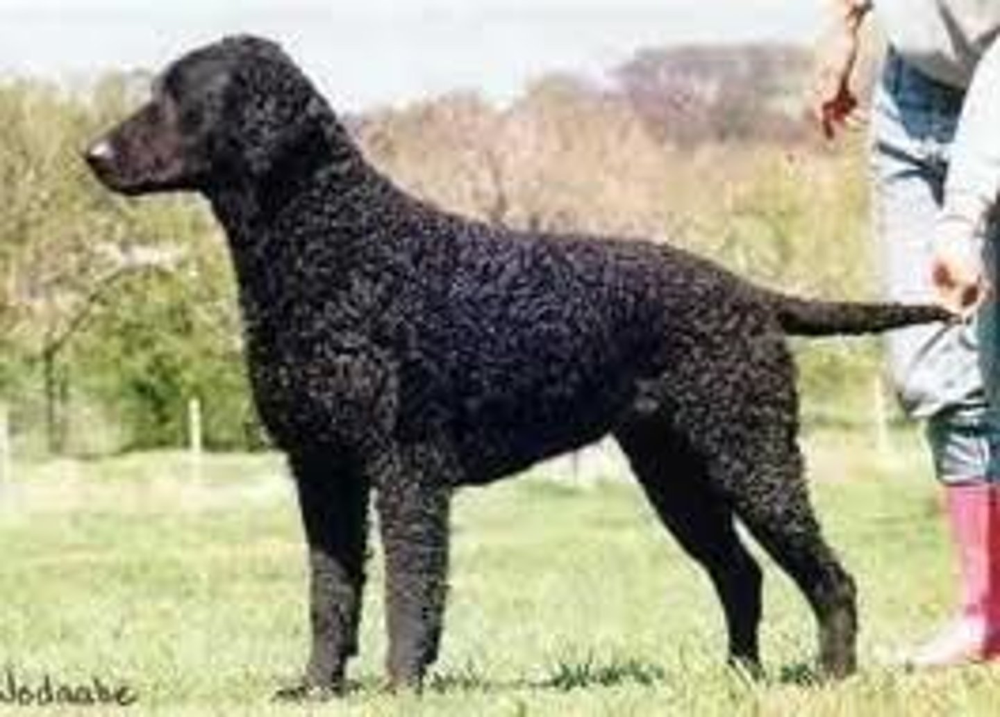 <p>Sporting Group</p><p>Solid black or solid liver. Curly hair. Crisp curls. Tail covered with curls also.</p>
