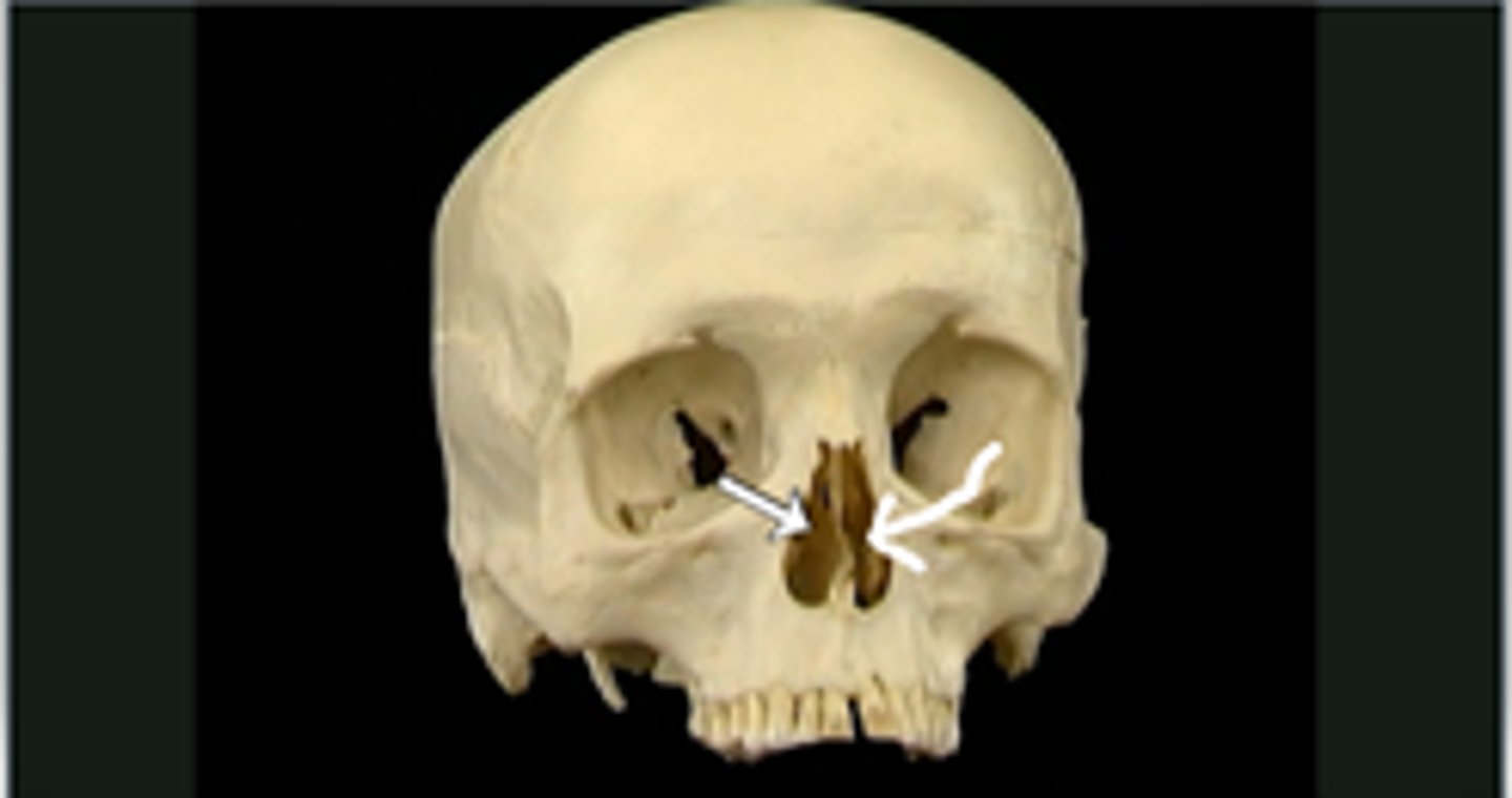 <p>3D space</p><p>holes of the nose</p>