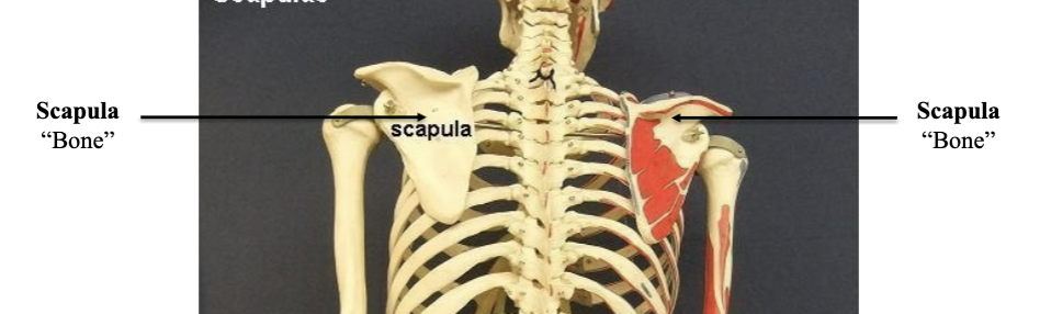 <p>Scapula </p>