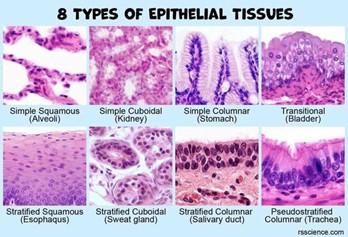 <p>body tissue that covers internal and external, lines body cavities and hollow organs and is a major tissue in glands. </p>