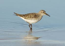 <p><span><span>Calidris fuscicollis </span></span></p>