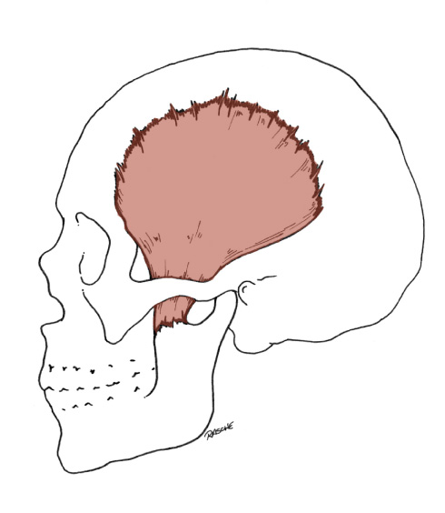 <p>Origin: Temporal fossa and the Temporal fascia</p><p>Insertion: Coronoid process of the Mandible and the anterior surface of the ramus of the Mandible</p><p>Action: Elevates the Mandible; retracts the Mandible (posterior fibers)</p>