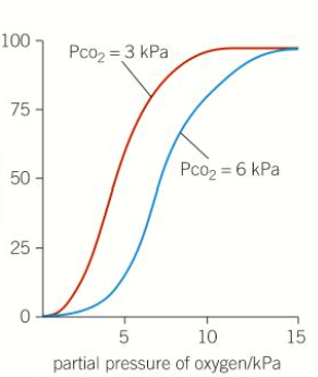 <ul><li><p>as the partial pressure of carbon dioxide rises, haemoglobin gives up oxygen more easily. This change is known as the Bohr effect</p></li><li><p>in active tissues with a high partial pressure of carbon dioxide, haemoglobin gives up its oxygen more readily</p></li><li><p>in the lungs where the proportion of carbon dioxide in the air is relatively low, oxygen binds to the haemoglobin molecules easily</p></li></ul><p></p>