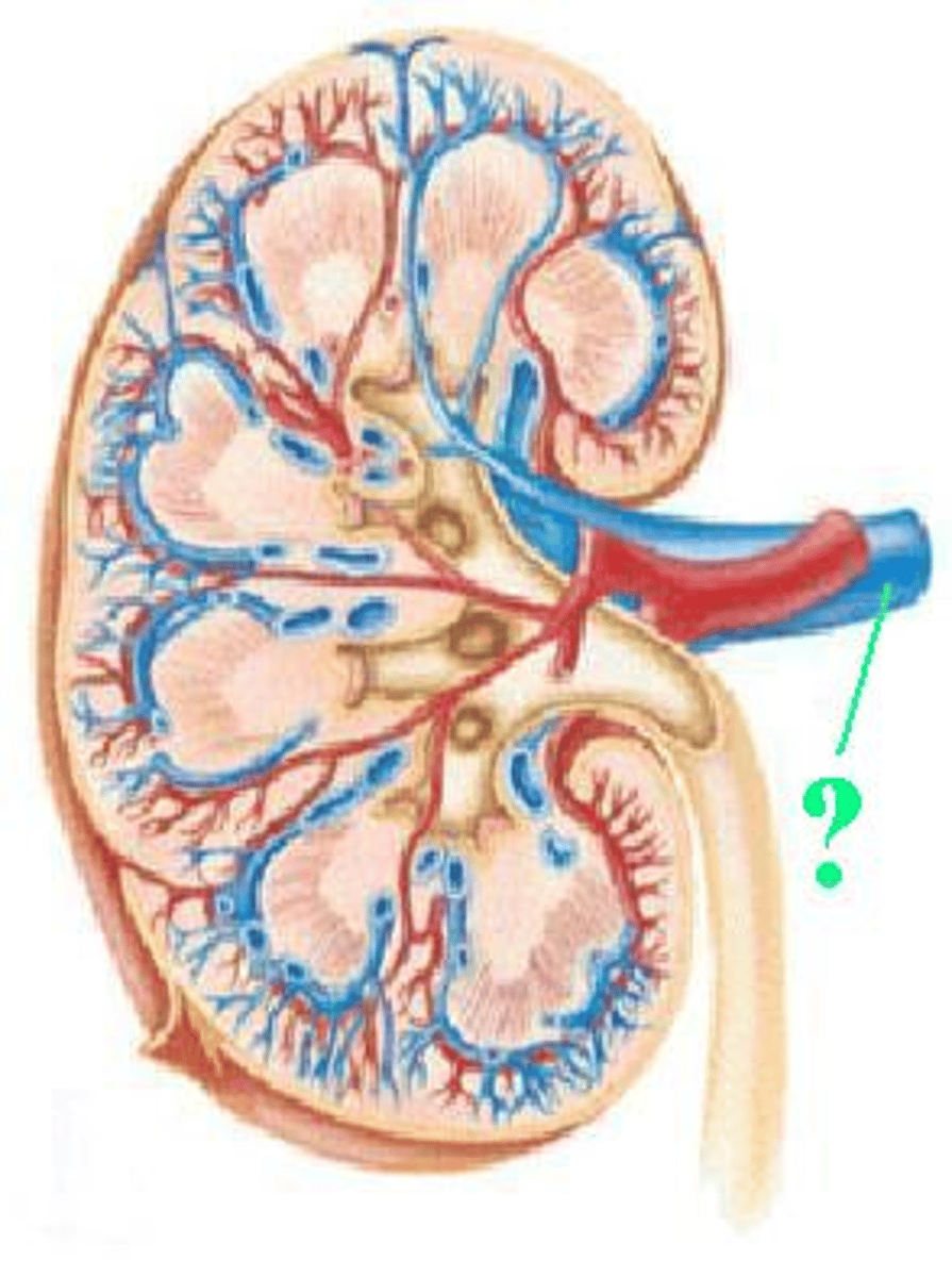 <p>Identify the indicated vessel.</p>