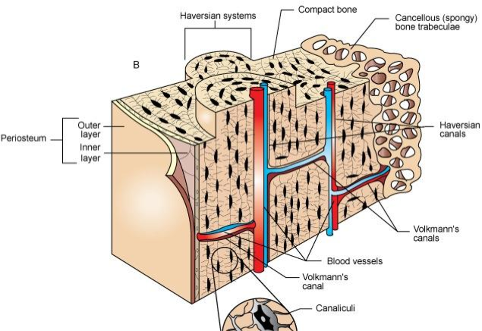 <ul><li><p>solid network of living cells surrounded by calcium salt deposits</p></li><li><p>haversian canals</p></li><li><p>bone marrow</p></li><li><p>periosteum</p></li><li><p>ossification</p></li></ul>