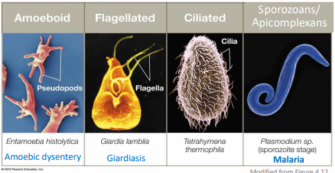 <p>Parasitic protozoans Categorized </p>