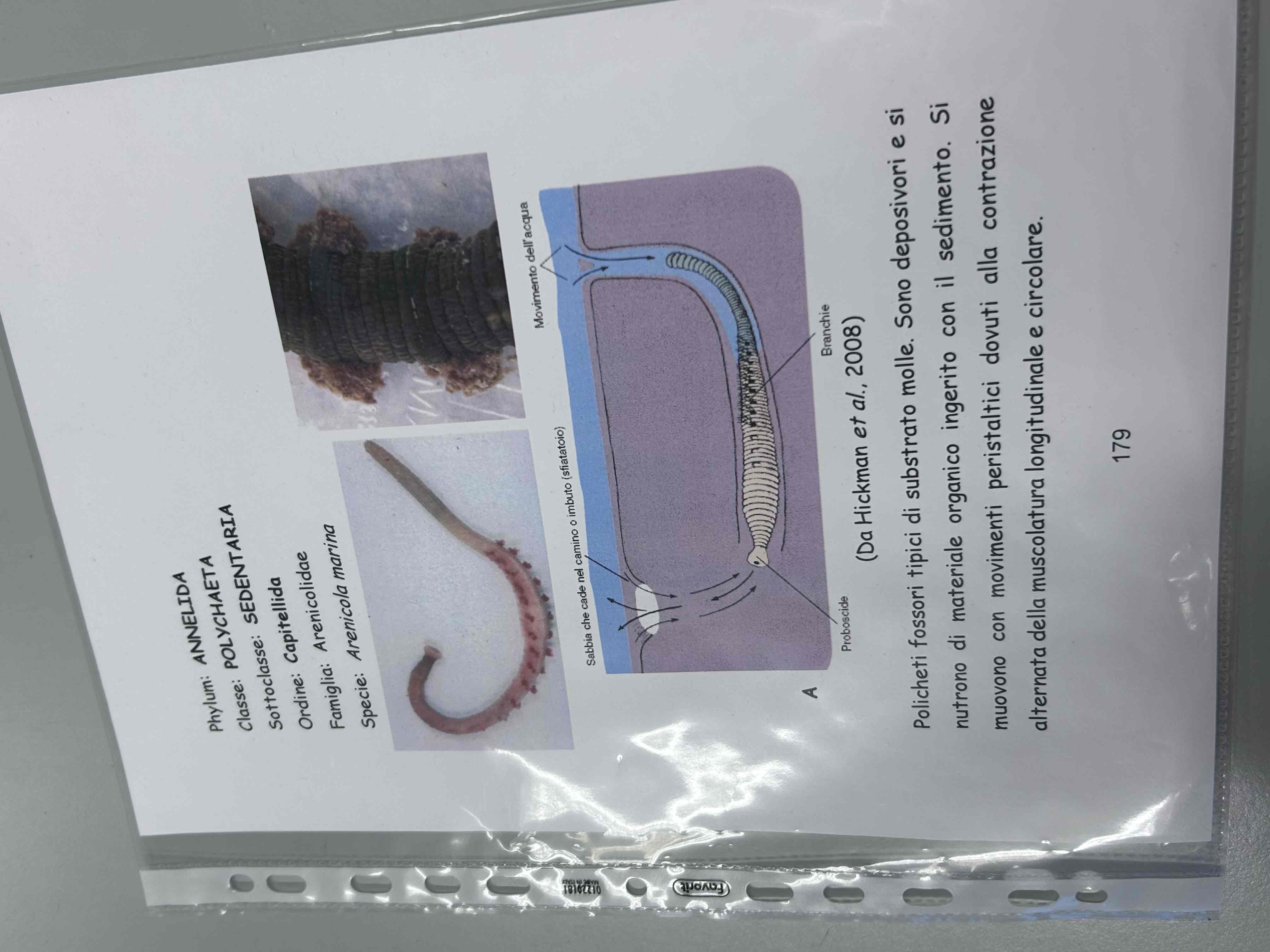 <p>Anellidi</p><p>Policheti sedentari</p><p>Arenicola marina</p>