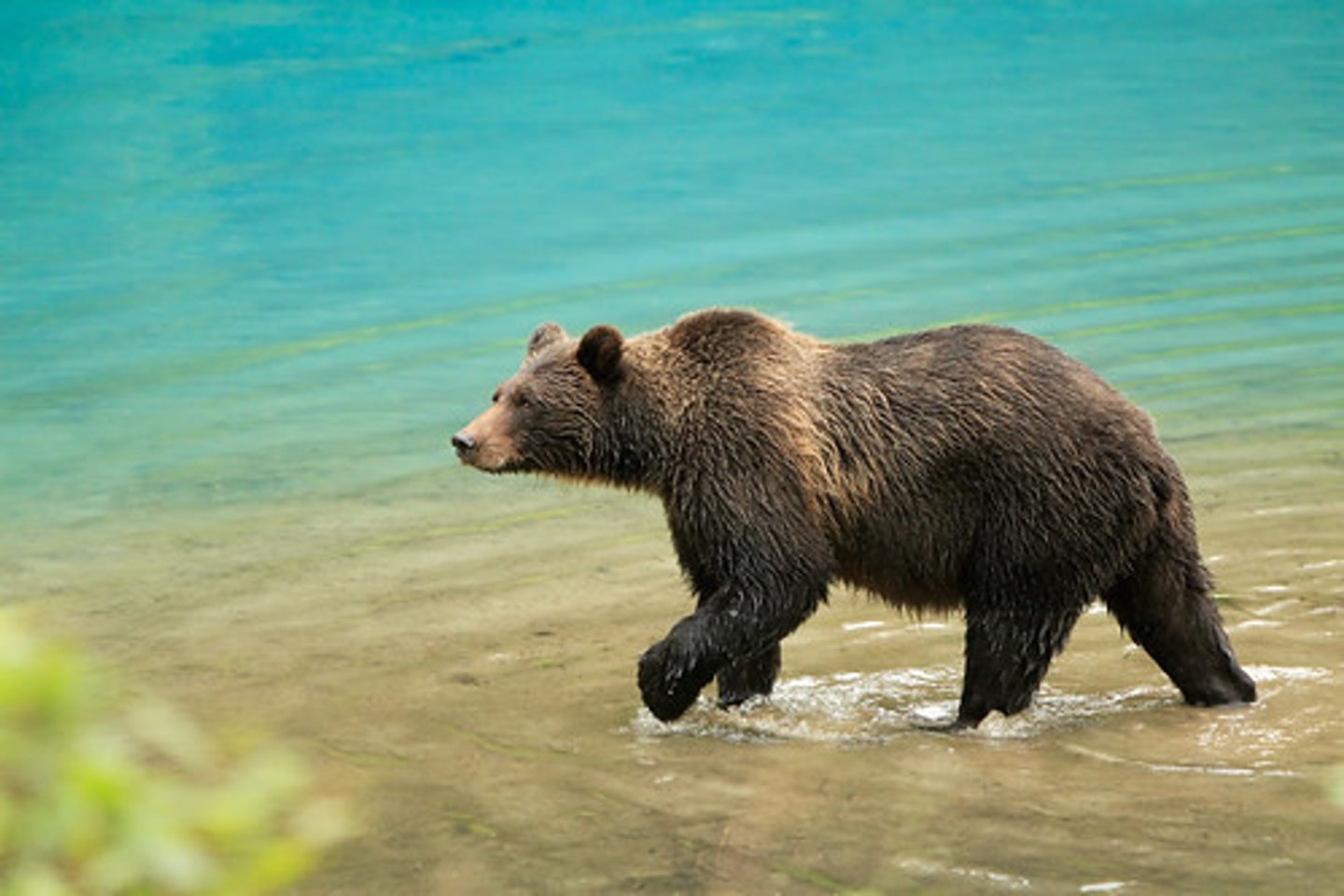 <p>Es un animal que vive en los bosques y duerme durante el invierno. hay varios tipos de osos.</p>