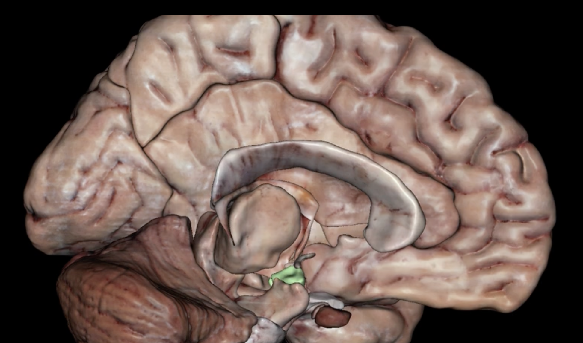 <p>Beginning at puberty, the ___ increases its release of GnRh</p>