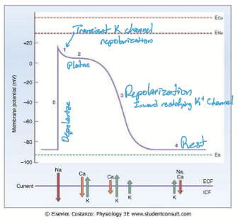 <ul><li><p>Phase 0: Depolarization; Na channels open</p></li><li><p>Phase 1: Slight repolarization: Na channels close, transient K channels open</p></li><li><p>Phase 2: Plateau: transient K channels open and L-type Ca channels open (DHPR) </p></li><li><p>Phase 3: Repolarization: L-type Ca channels close (DHPR) and K channels open </p></li><li><p>Phase 4: Reset</p></li></ul><p></p>