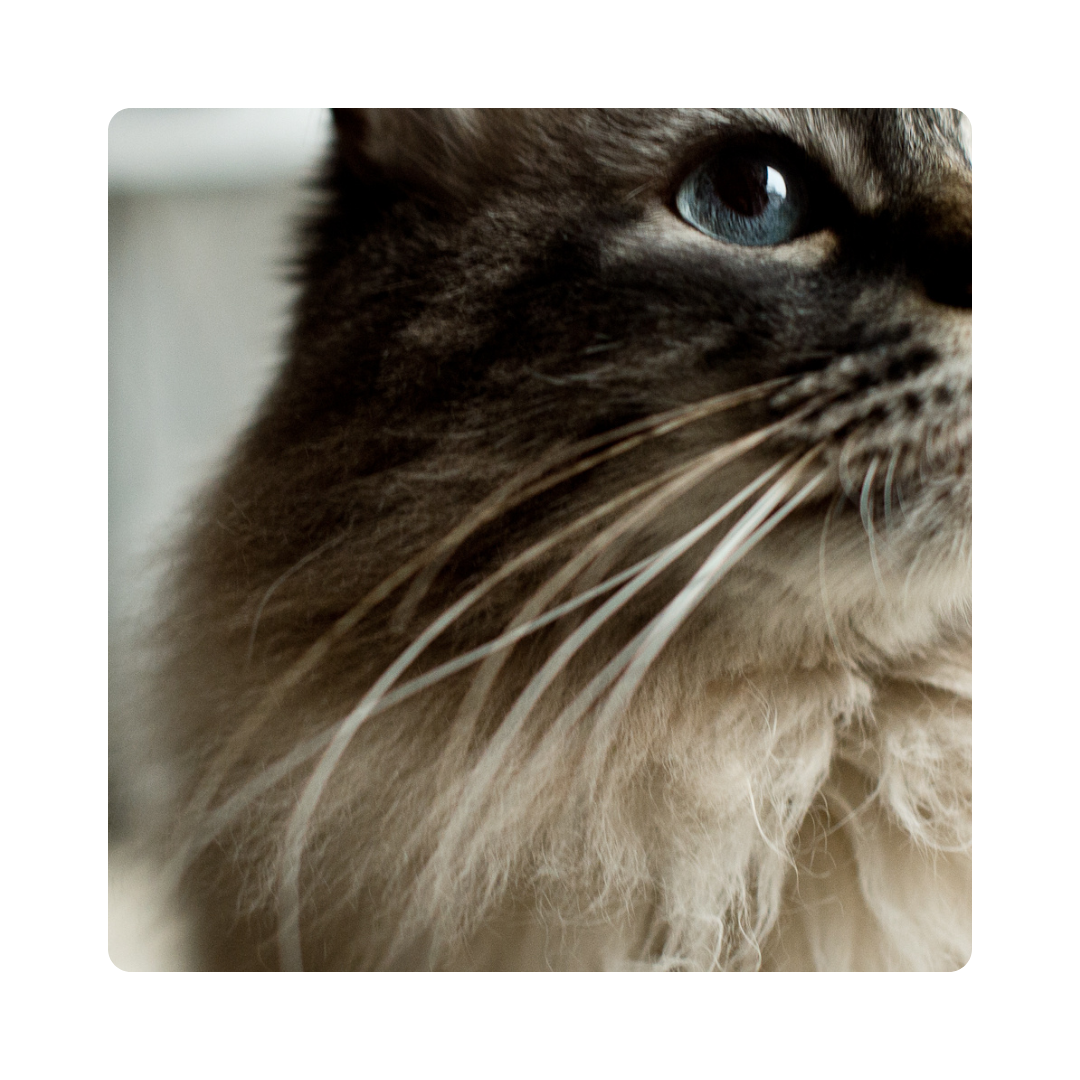 <p>Cats’ <strong>whis</strong>kers are extremely sensitive and help cats navigate their environment and detect nearby objects.</p>