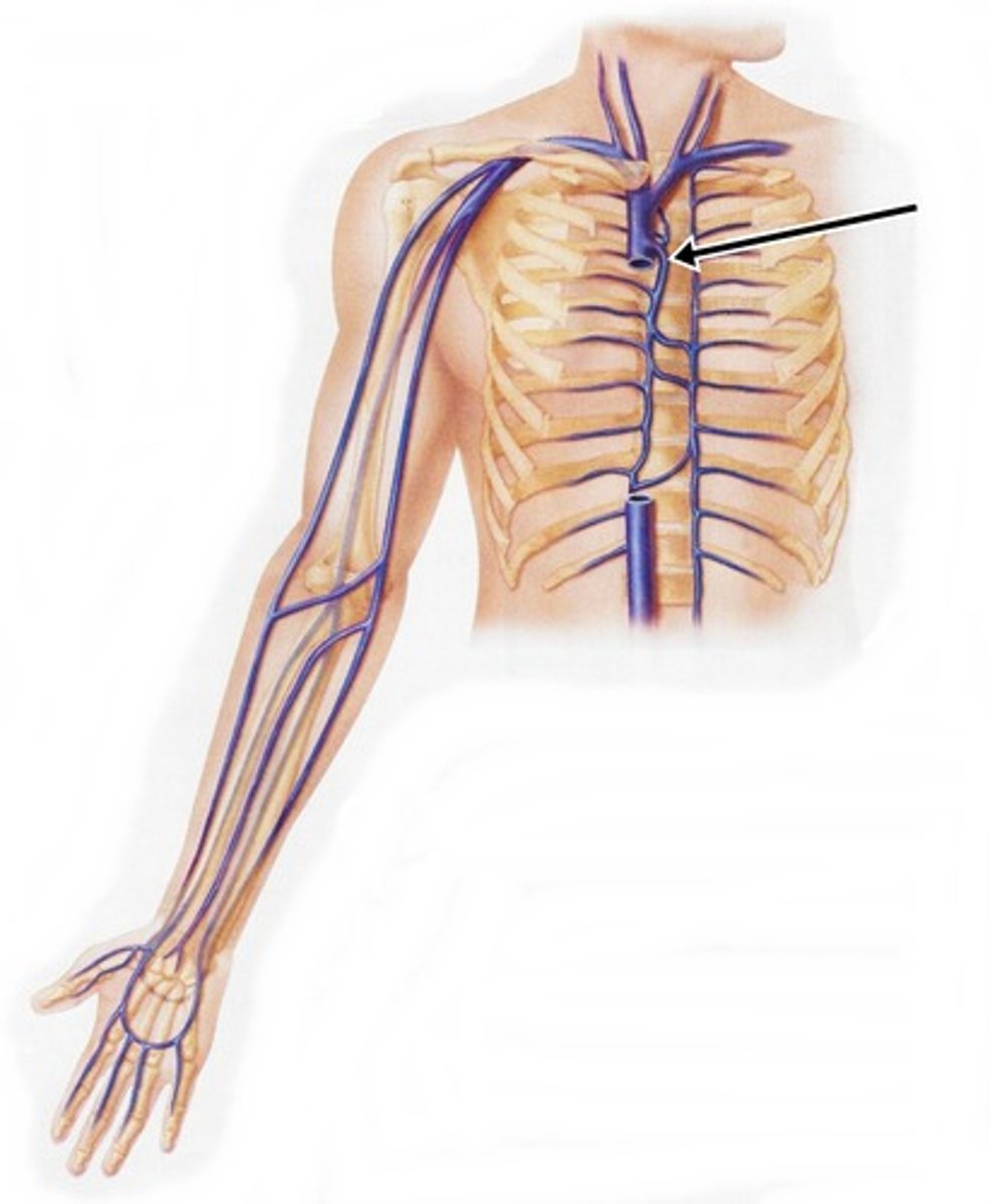 <p>on the right side, drains into superior vena cava</p>