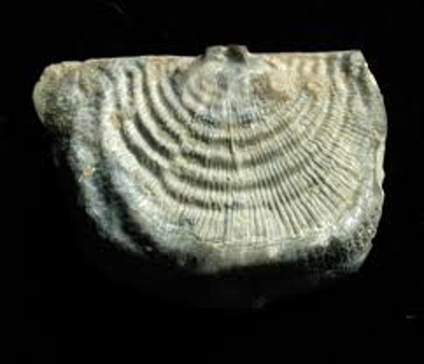 <p>Articulate brachiopod genus</p><p>an extinct genus of mid-sized brachiopod that existed from the Dariwilian epoch to the Emsian epoch, though some specimens have been found in strata as late in age as the Tournasian epoch</p>