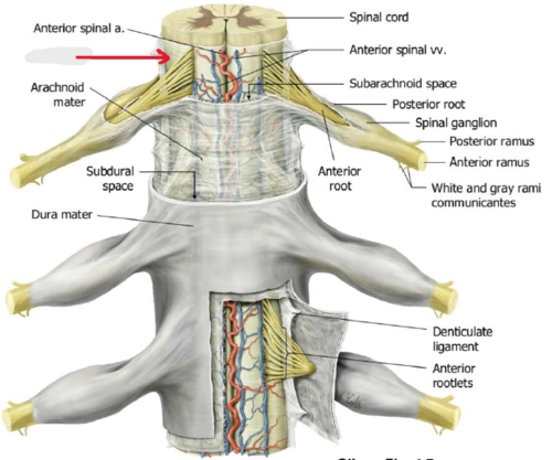 <p>Covering. will tap on spinal cord</p>