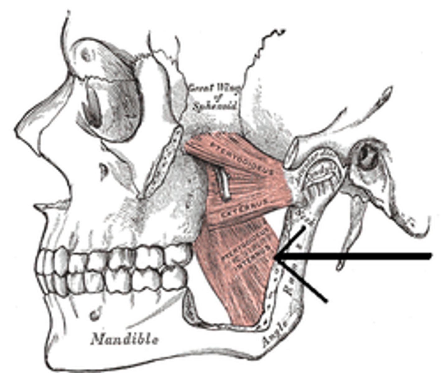 <p>Muscle of Mastication involved in Elevation of the mandible</p>