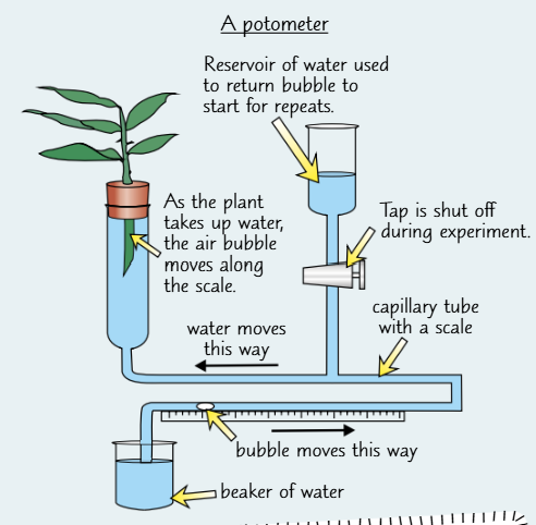 knowt flashcard image