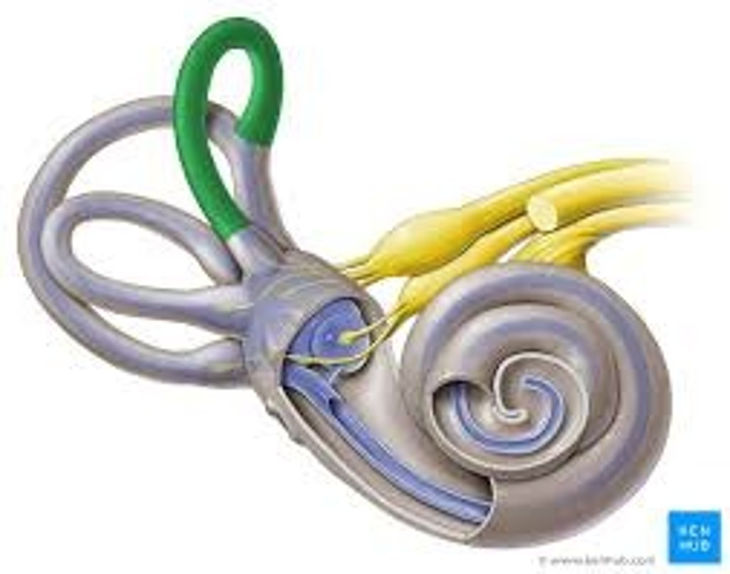<p>parts of vestibular system: THREE fluid-filled, looped tubes within ear that detect movements of the head and provide sense of dynamic equilibrium essential for maintaining balance; utricle and saccule in inner ear for detecting linear motion and gravitational forces</p>