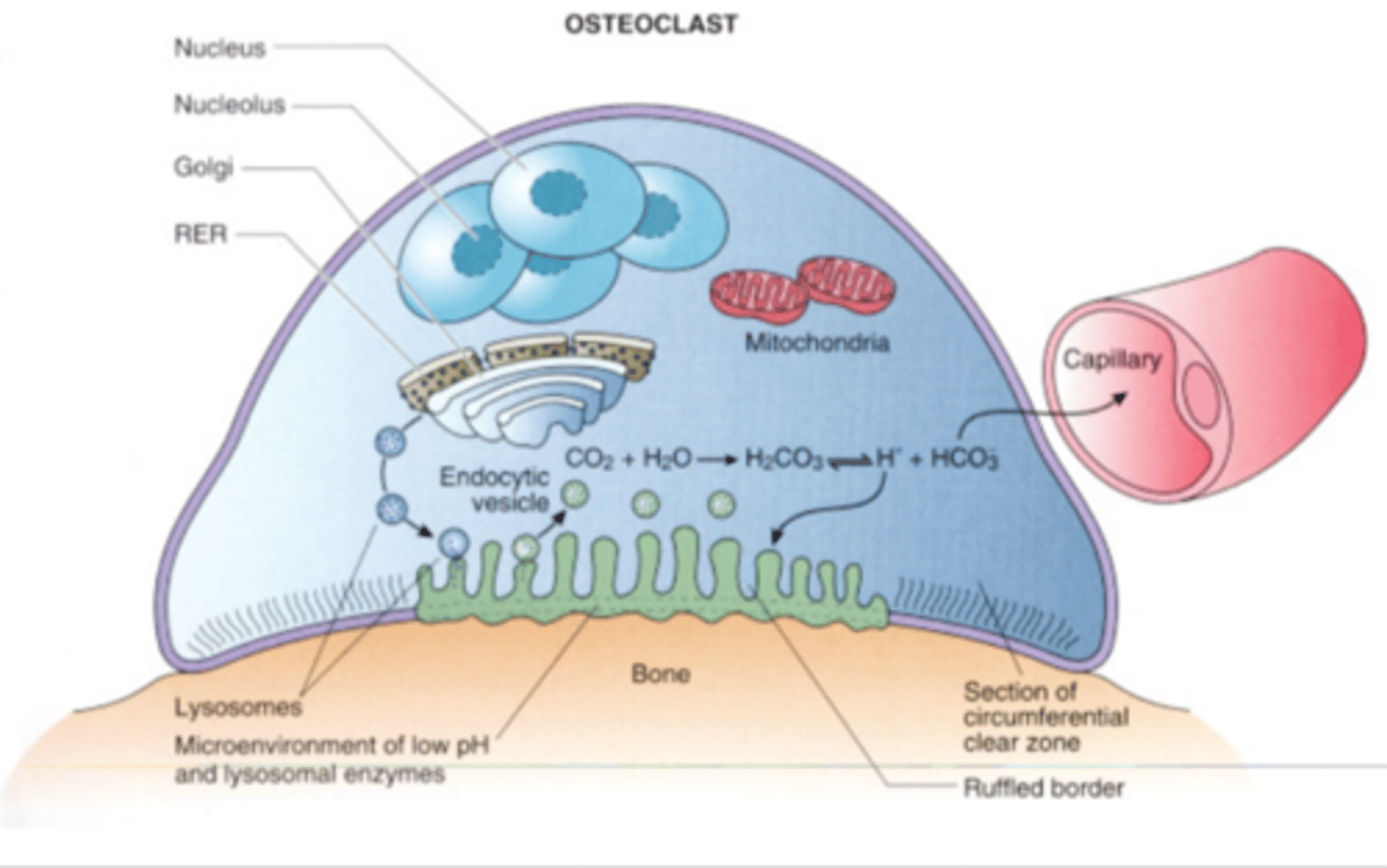 <p>Basal zone (outer edge)<br>Ruffled border<br>Clear zone<br>Vesicular zone (business area of the cell, mitochondria, nucleus, golgi, etc.)</p>