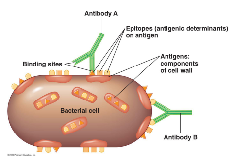 <p>What is an antibody?</p>