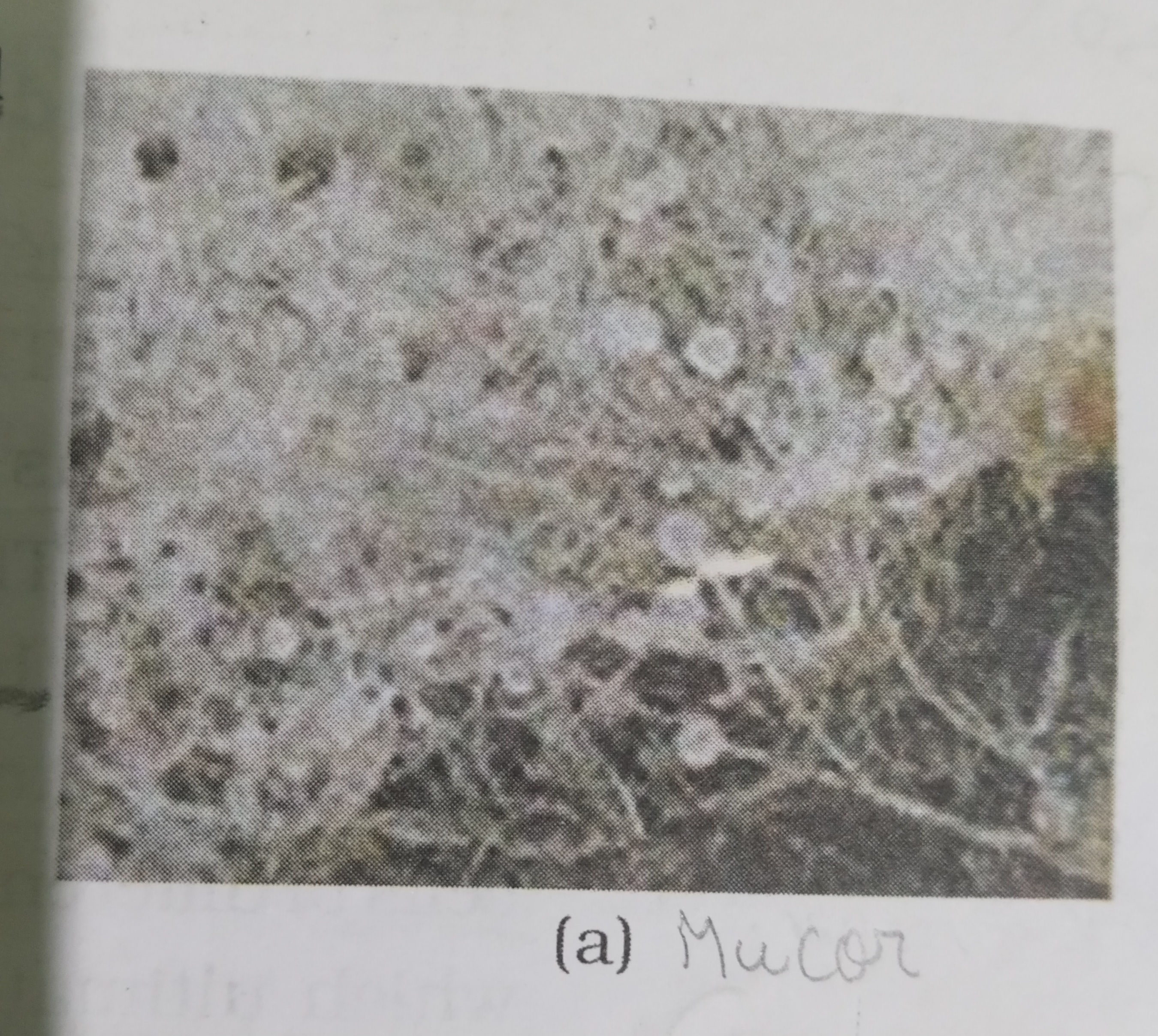 <p>Mucor</p>