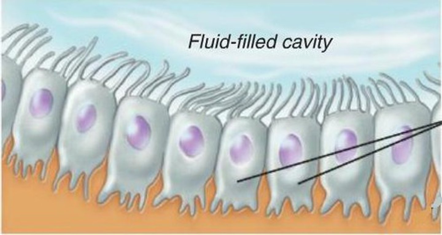 <p>- Line cavities of CNS, brain and spinal cord</p><p>- Many have cilia facing fluid-filled cavity </p><p>- Beat their cilia to circulate CSF (cerebrospinal fluid) cavities</p>
