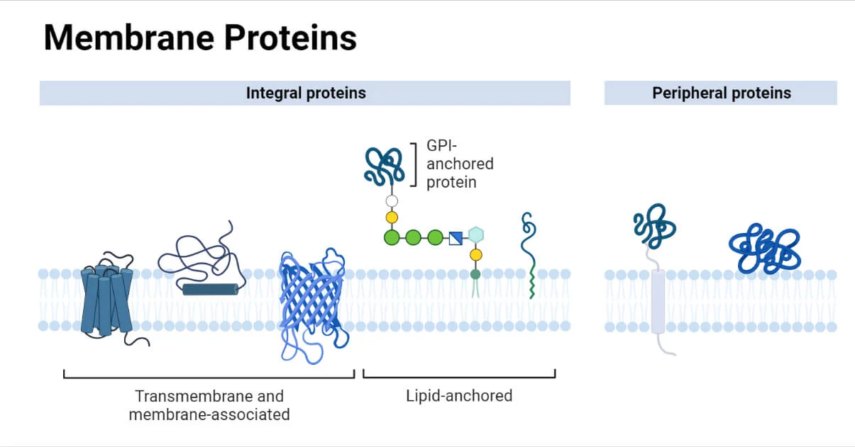 <p>Membrane proteins</p>