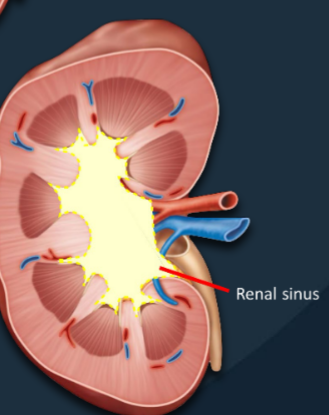 <p>A central cavity containing the renal pelvis, renal calyces, blood vessels, and fat.</p>