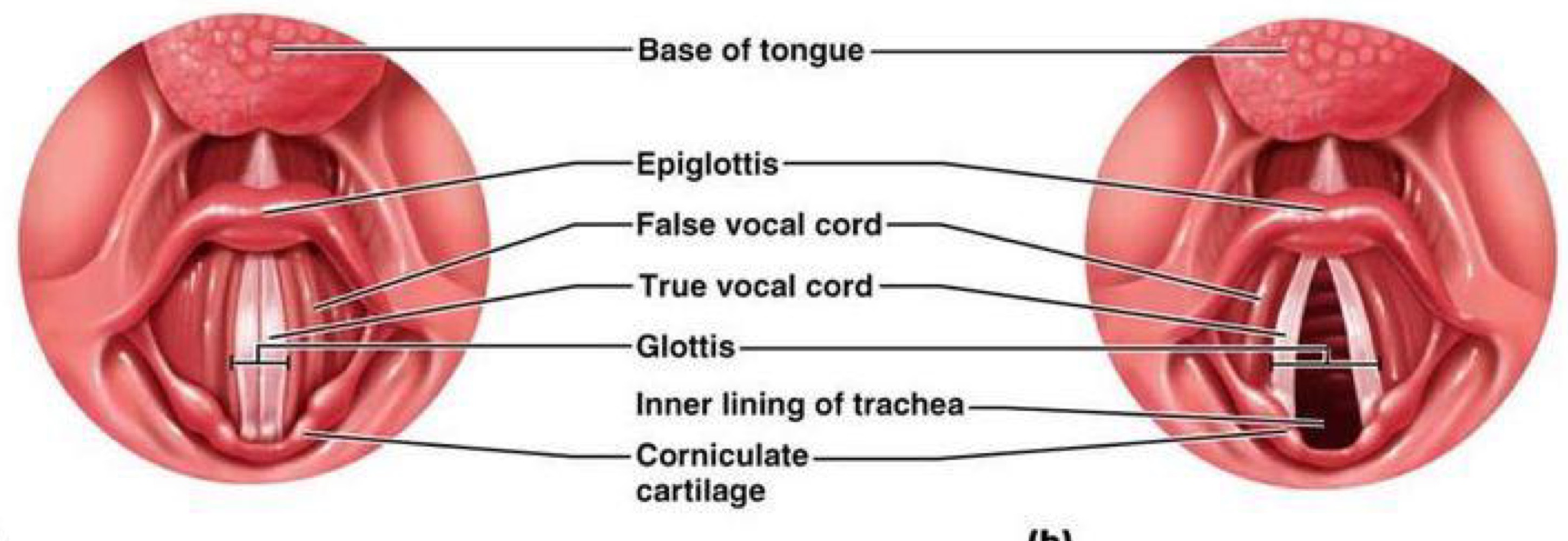 collective term for vocal folds, rima and narrow part of larynx at level of folds