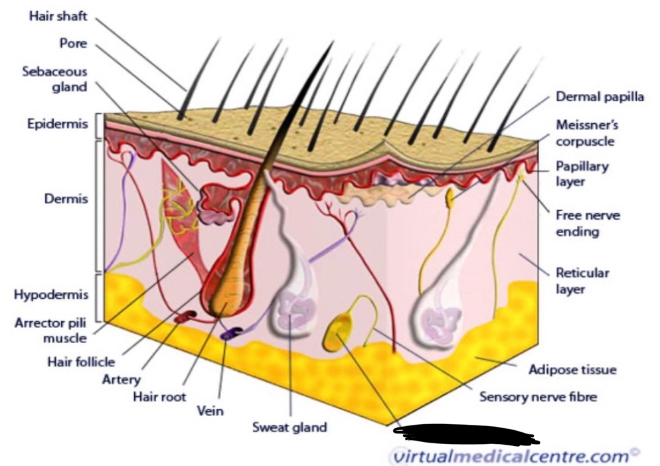 term image