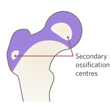 <p>preschooler (4 years)</p>