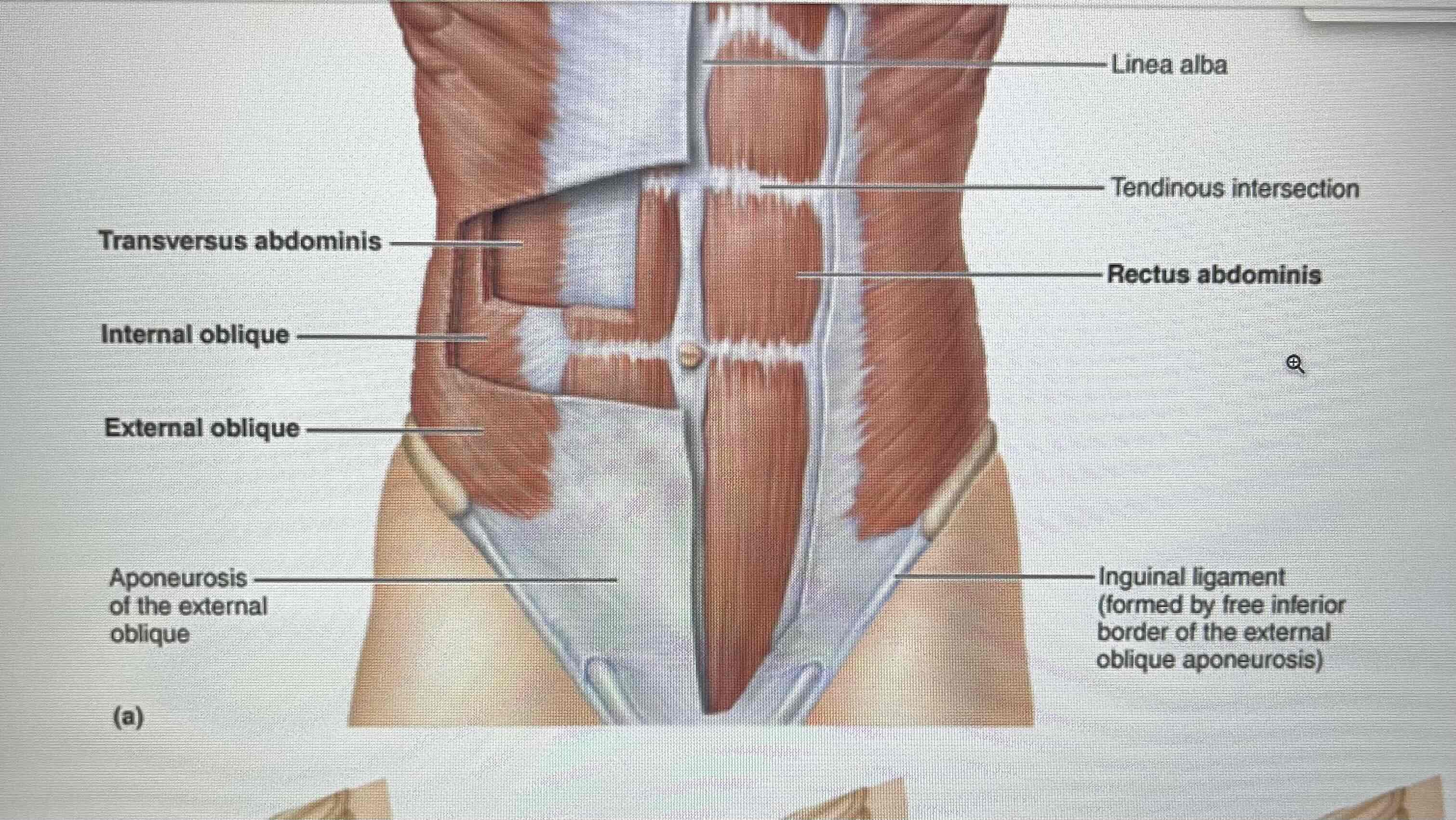 <p>1) external oblique ( runs at an right angle) O: lower 8 ribs. I: linea alba , iliac crest. A: trunk rotation and lateral Flexion</p><p>2) internal oblique ( runs at an left angle )O: iliac crest . I: linea alba, pubic crest. A: same as external oblique</p><p>3) transversus abdominus ( runs parallel)O: iliac crest. I: pubic crest.A compresses abdomen</p><p>Linea alba ( CT) where the abdominal muscles insert</p>