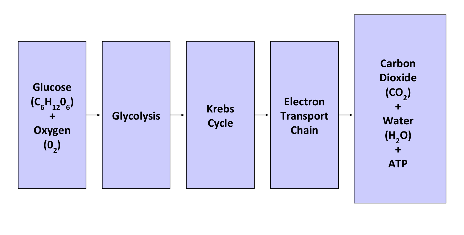 <p>Glycolysis, the Krebs cycle(Citric acid cycle), Electron Transport Cycle (ETC:<span>Oxidative Phosphorylation</span>)</p>