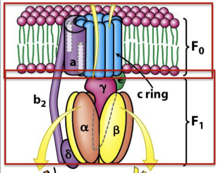 <p> Fo: Integral membrane proton channel:</p><ul><li><p>ring of 10-14 “c-subunits” which form proton channel</p></li><li><p>”b and a” subunits which connect c-ring to δ subunit of F 1</p></li></ul><p>F<sub>1</sub> : Peripheral membrane component that faces matrix and synthesizes ATP</p><ul><li><p>three α and three β subunits form a ring</p></li><li><p>β subunits synthesize ATP</p></li><li><p>α and β ring is connected to the γε stalk which bind the c-ring of Fo</p></li></ul><p></p>