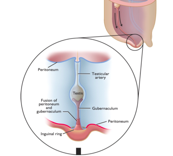 <p>first phase of testicular descent in which growth of the fetal body pushes testis against the peritoneum.</p>